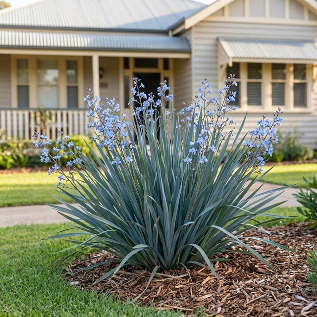 Cassa Blue Dianella (Dianella caerulea)