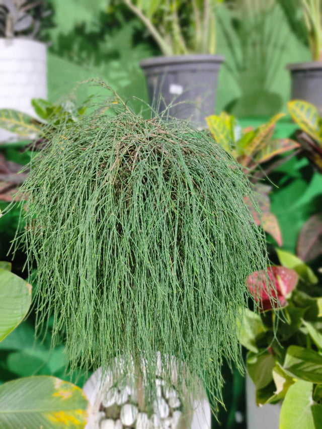 Greenwave Casuarina - Casuarina glauca 'Greenwave' - Brisbane Plant Nursery