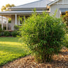 Ceylona Baby Panda Bamboo