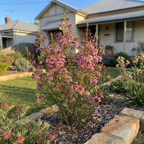 Geraldton Wax (Chamelaucium uncinatum)