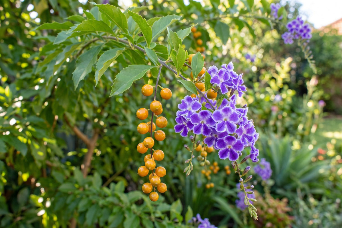 Chain of golden-orange duranta berries hanging beside violet and white Geisha Girl flowers