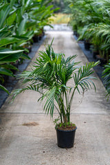 Cascade Palm - Chamaedorea atrovirens - Brisbane Plant Nursery