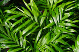 Cascade Palm - Chamaedorea atrovirens - Brisbane Plant Nursery