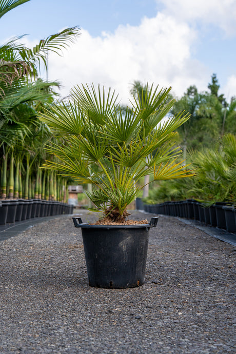 European Fan Palm - Chamaerops humilis - Brisbane Plant Nursery