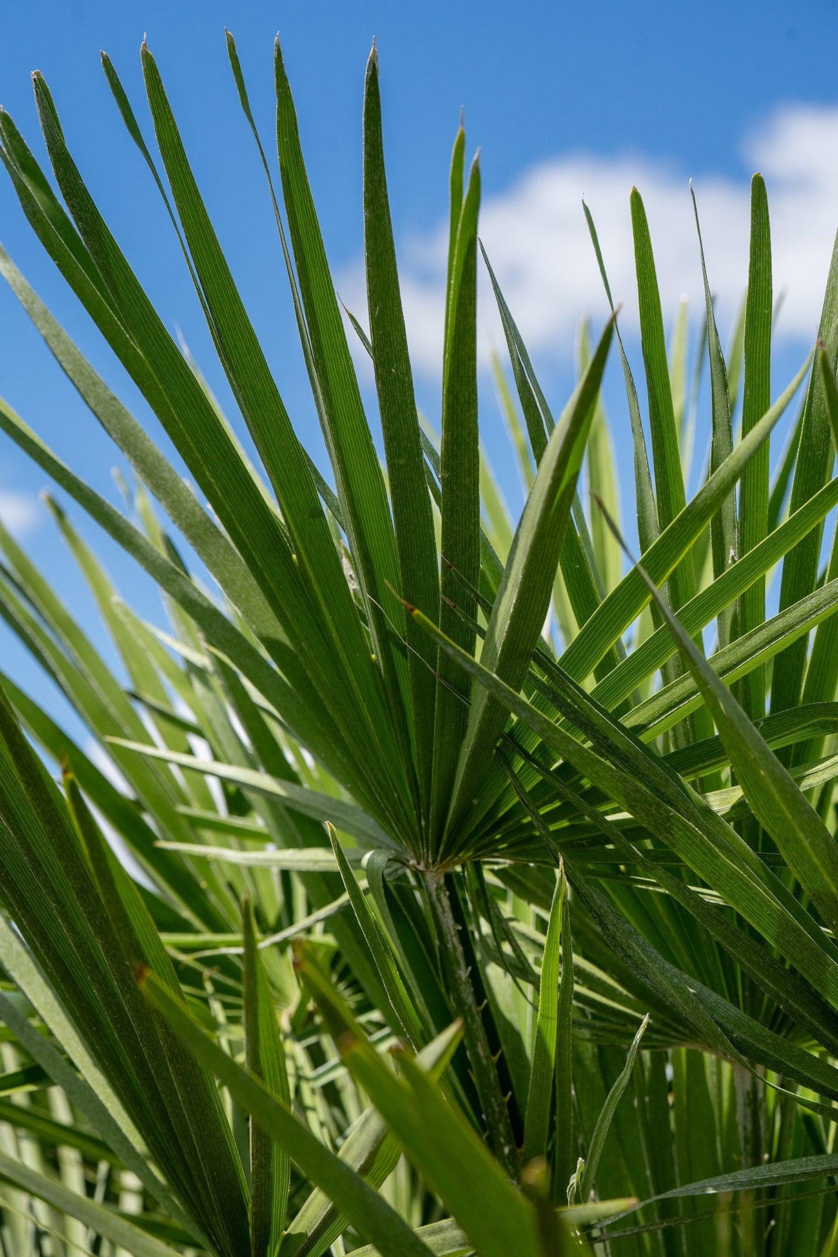 European Fan Palm - Chamaerops humilis - Brisbane Plant Nursery