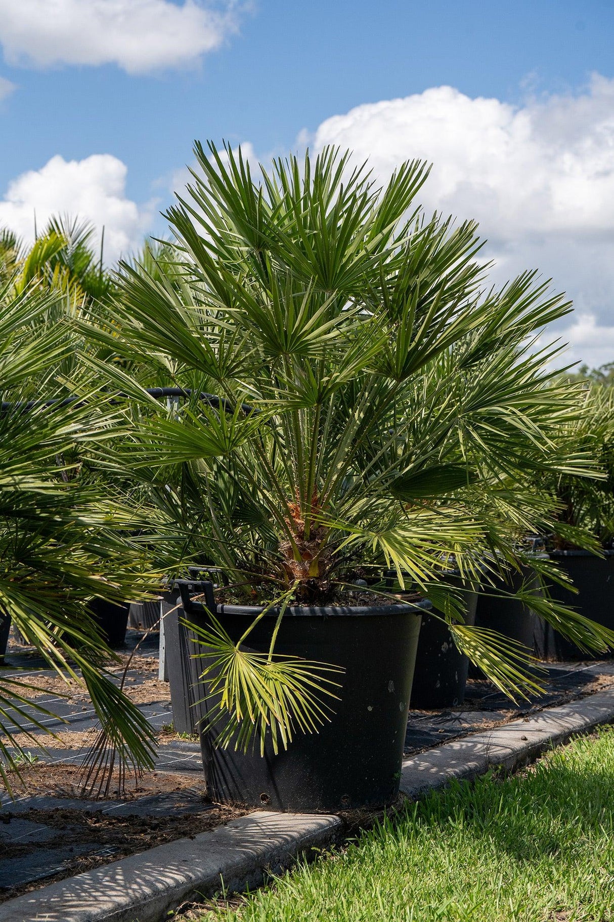 European Fan Palm - Chamaerops humilis - Brisbane Plant Nursery