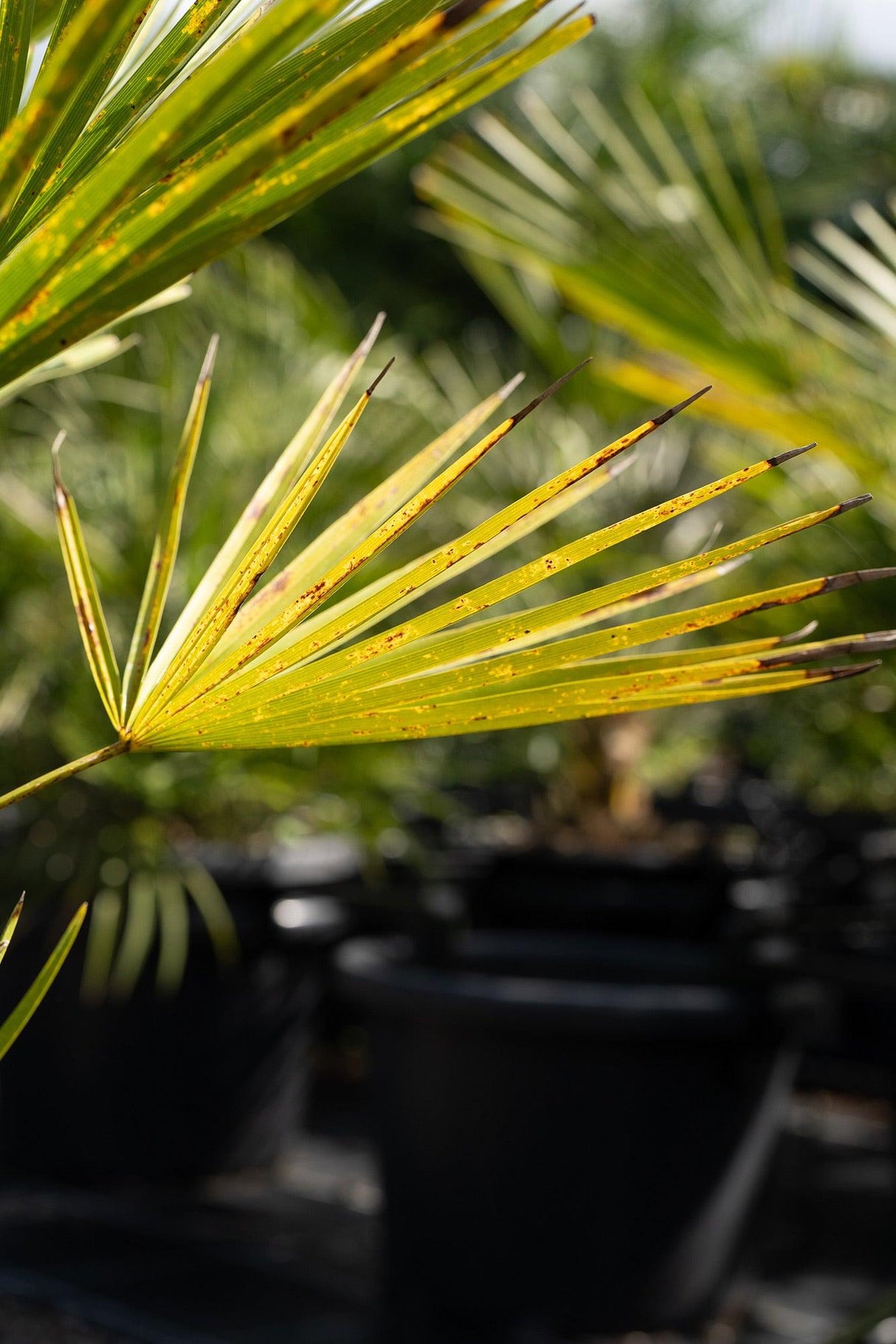 European Fan Palm - Chamaerops humilis - Brisbane Plant Nursery