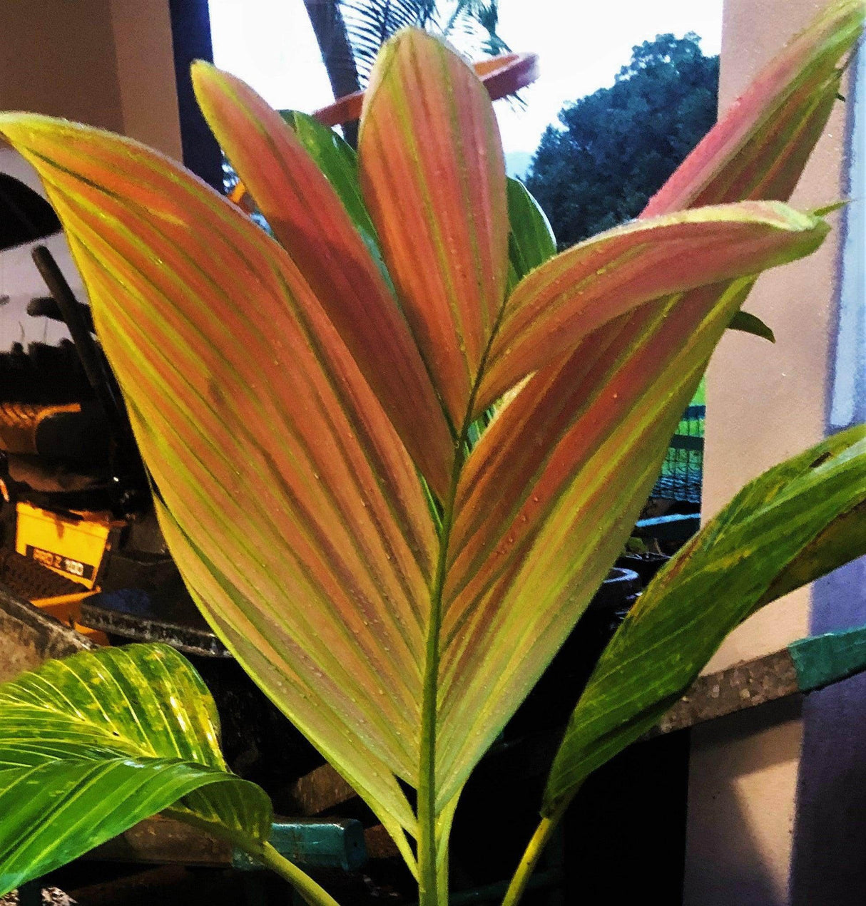 Houailou Palm - Chambeyronia houailouensis - Brisbane Plant Nursery