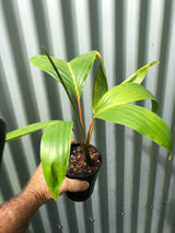 Houailou Palm - Chambeyronia houailouensis - Brisbane Plant Nursery