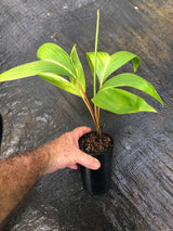 Houailou Palm - Chambeyronia houailouensis - Brisbane Plant Nursery