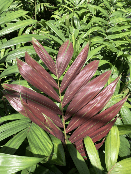 Hooker's Red Palm - Chambeyronia macrocarpa 'Hookerii' - Brisbane Plant Nursery