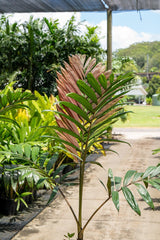 Red Leaf Palm - Chambeyronia macrocarpa - Brisbane Plant Nursery