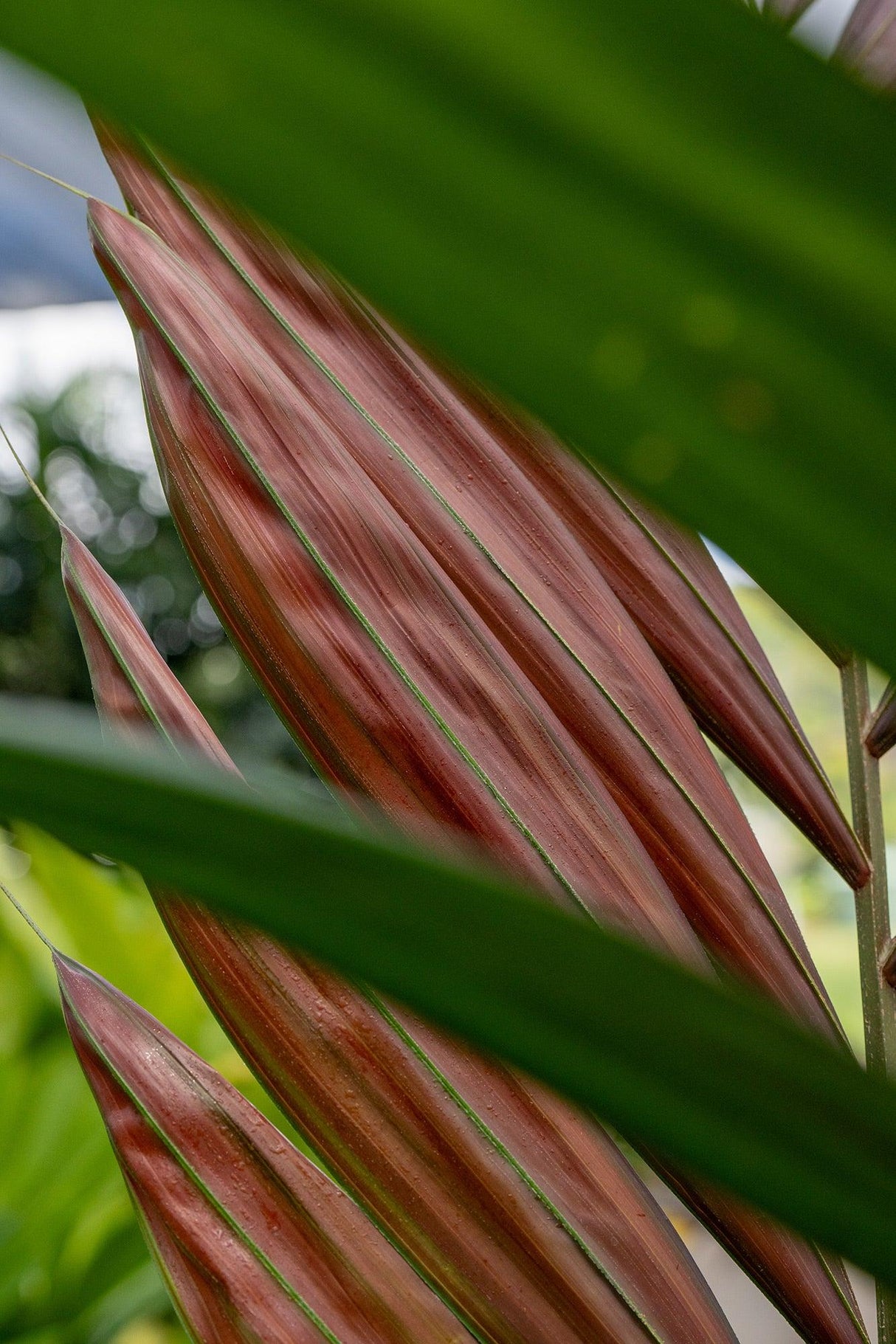 Red Leaf Palm - Chambeyronia macrocarpa - Brisbane Plant Nursery