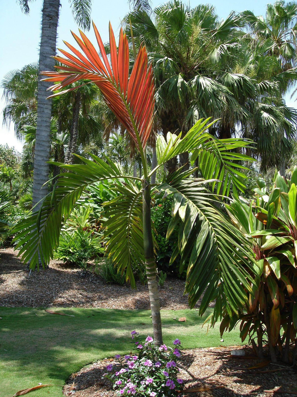 Red Leaf Palm - Chambeyronia macrocarpa - Brisbane Plant Nursery