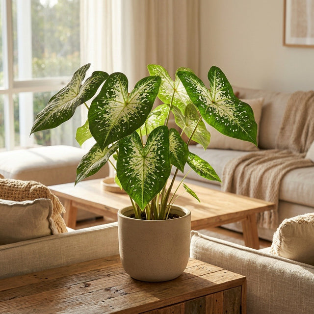 Angel Wings (Caladium bicolor)