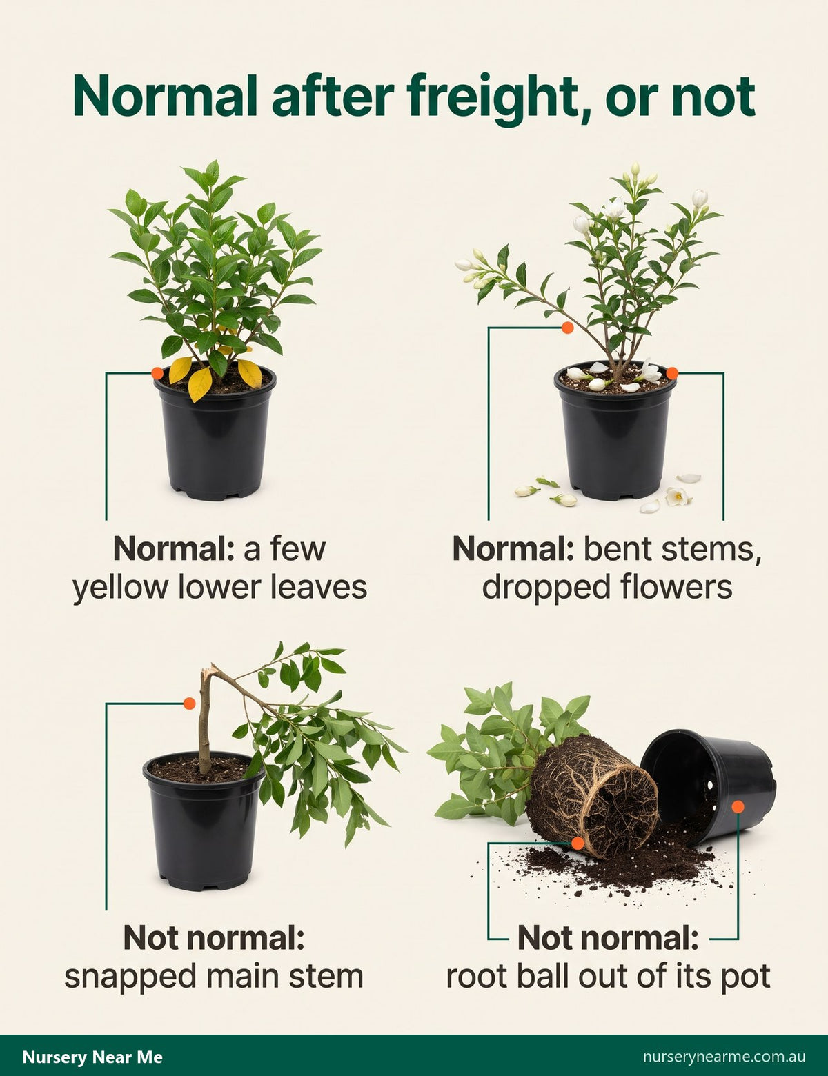 Chart of delivery checks: yellow lower leaves and bent stems are normal, a snapped stem or loose root ball is not