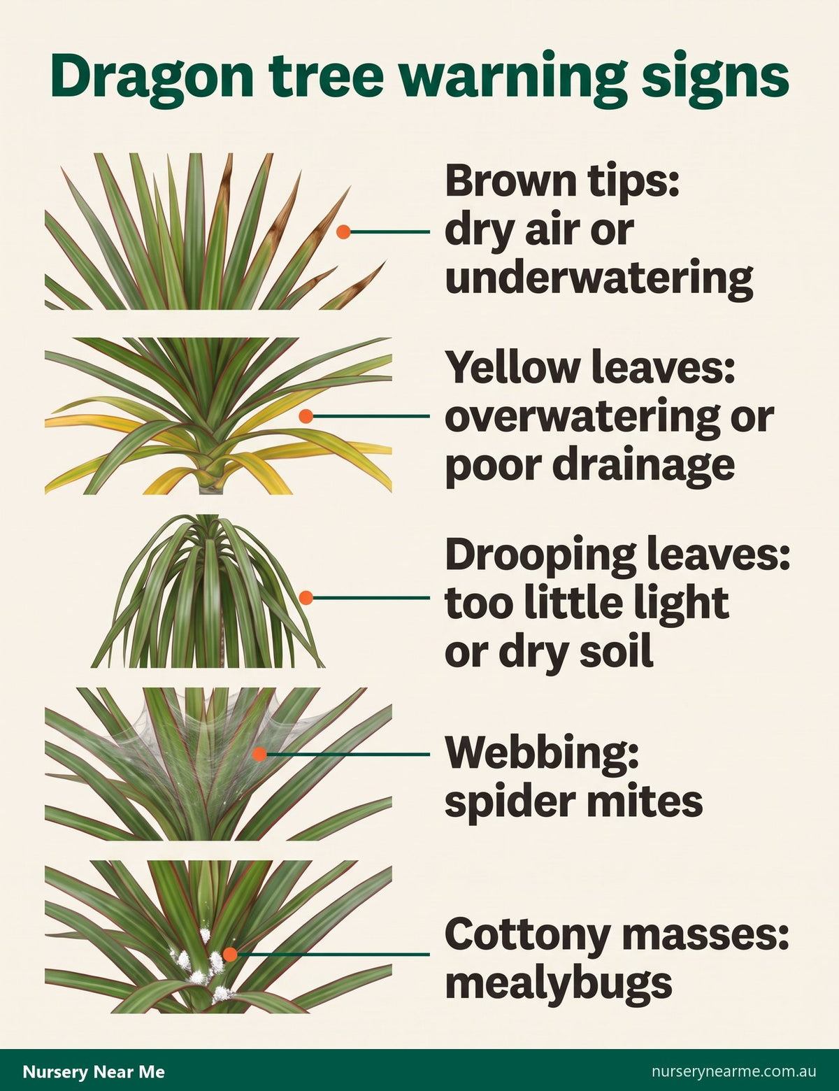 Chart of dragon tree problems: brown tips, yellow leaves, drooping leaves, spider mite webbing and mealybugs