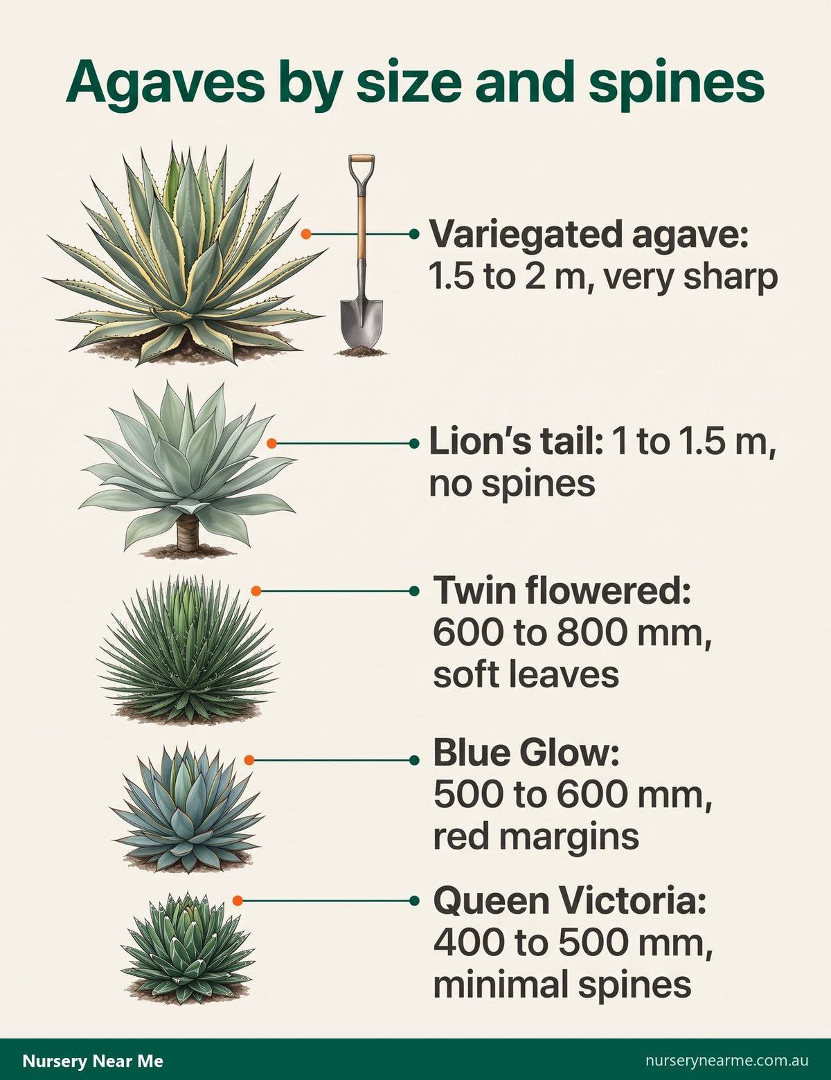 Chart of five agaves by size and spines, from 2 m variegated agave to 400 mm Queen Victoria