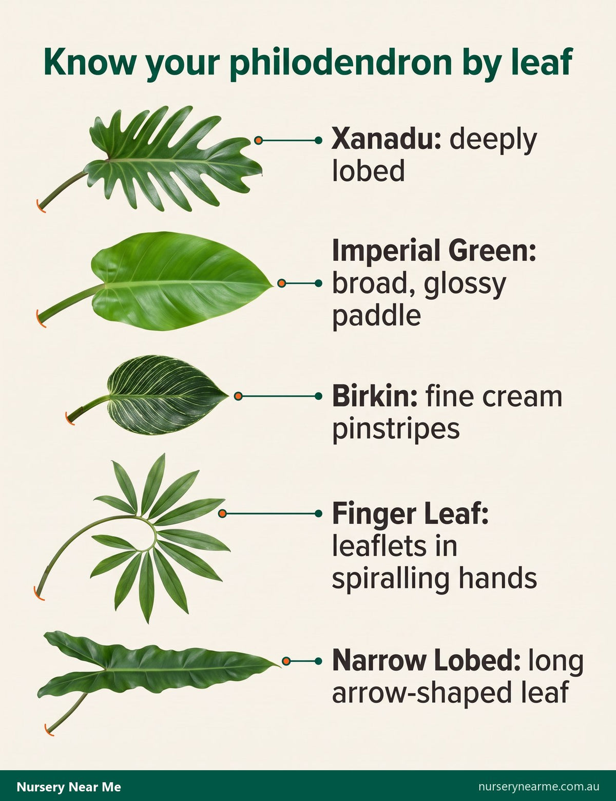 Chart of five philodendron leaf shapes: Xanadu, Imperial Green, Birkin, Finger Leaf and Narrow Lobed