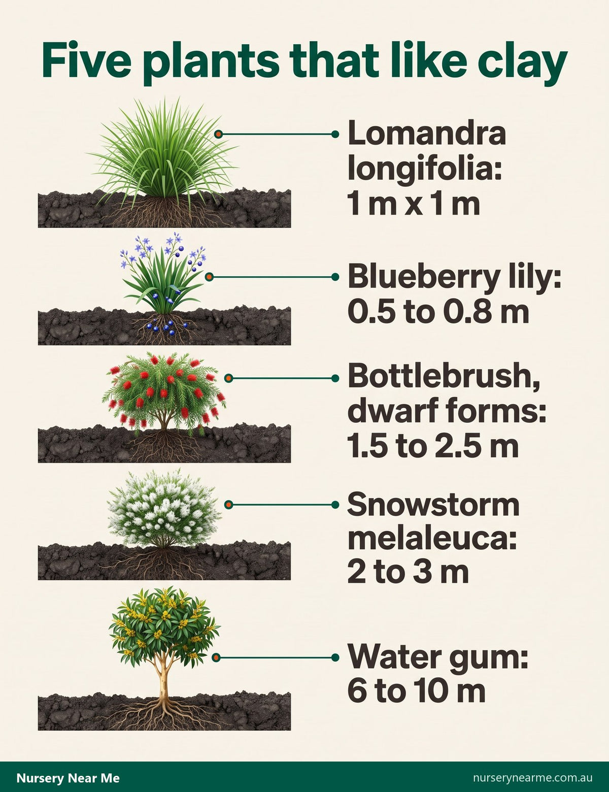 Chart of five plants for clay soil with mature sizes: lomandra, blueberry lily, bottlebrush, Snowstorm melaleuca and water gum