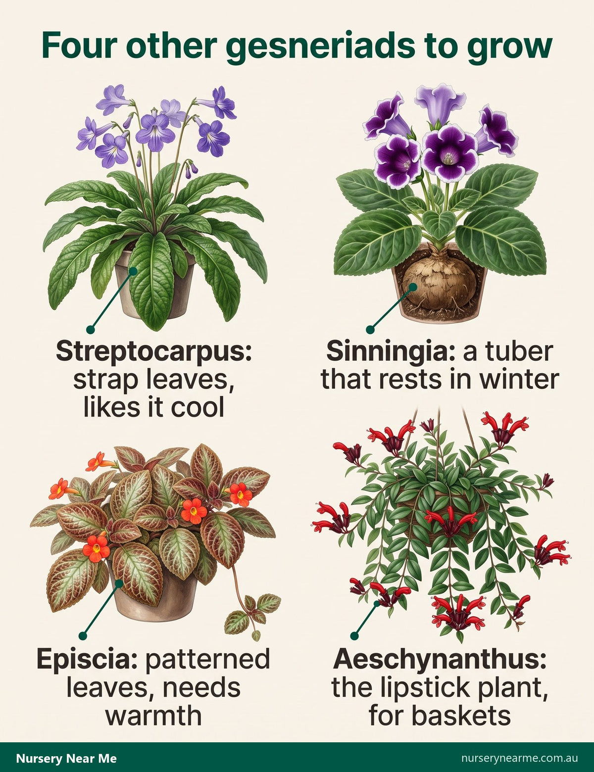 Chart of four gesneriads: streptocarpus, gloxinia with its tuber, patterned episcia and trailing lipstick plant