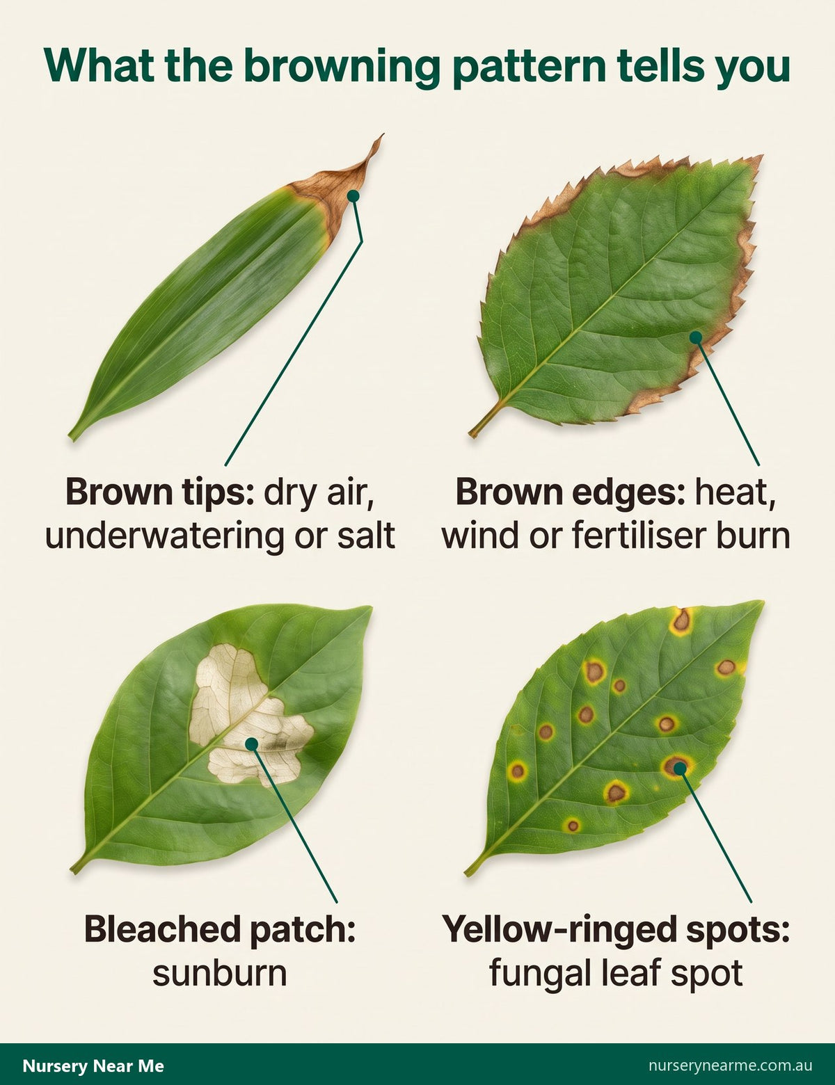 Chart of four leaf browning patterns: brown tips, brown edges, a bleached sunburn patch and fungal spots with yellow halos