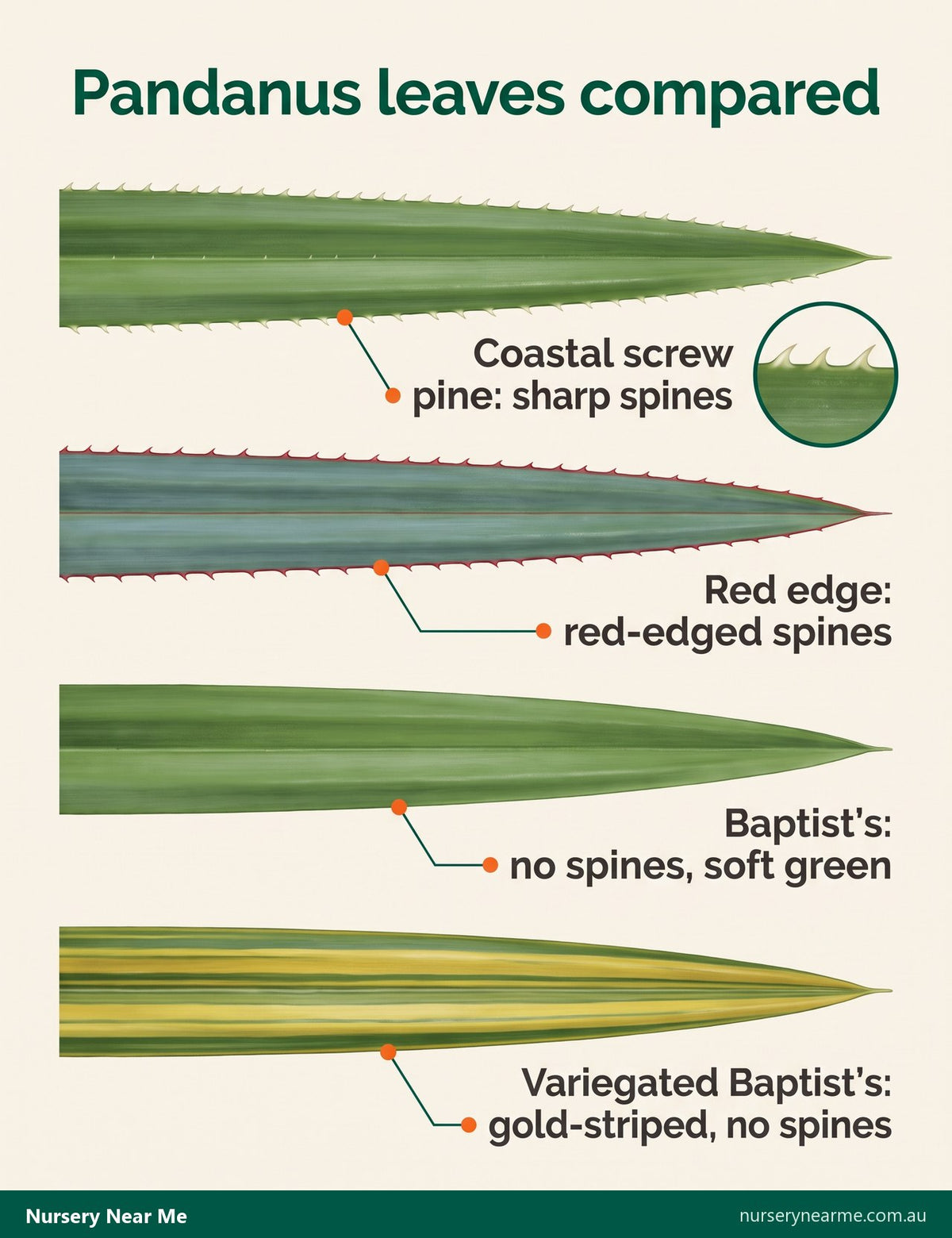 Chart of four pandanus leaves: spined coastal screw pine and red edge, smooth-edged Baptist's and variegated Baptist's