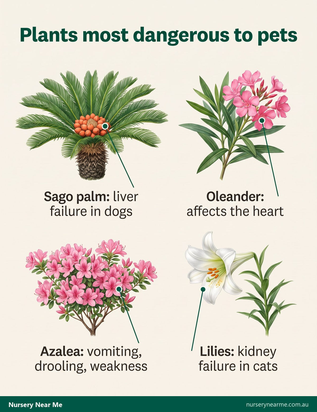 Chart of four plants dangerous to pets: sago palm, oleander, azalea and lilies