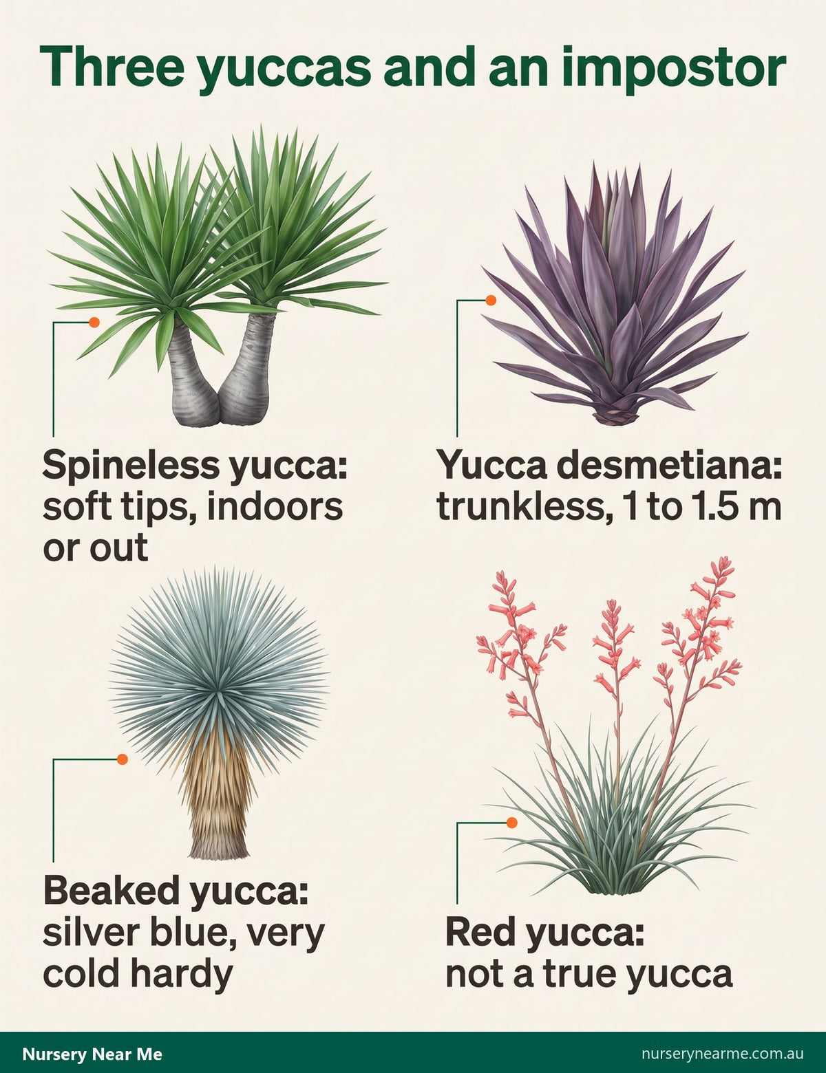 Chart of four plants sold as yucca: spineless yucca, Yucca desmetiana, beaked yucca and red yucca