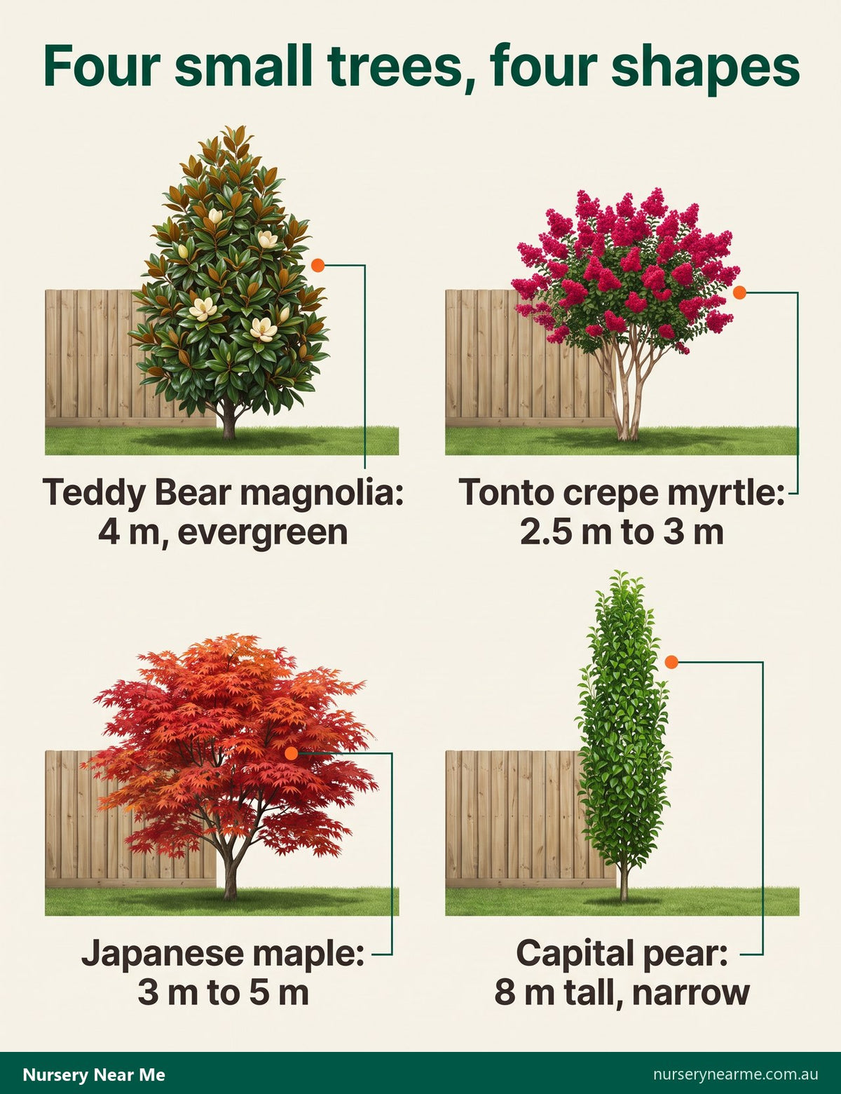 Chart of four small trees beside a 1.8 m fence: Teddy Bear magnolia, Tonto crepe myrtle, Japanese maple and Capital pear