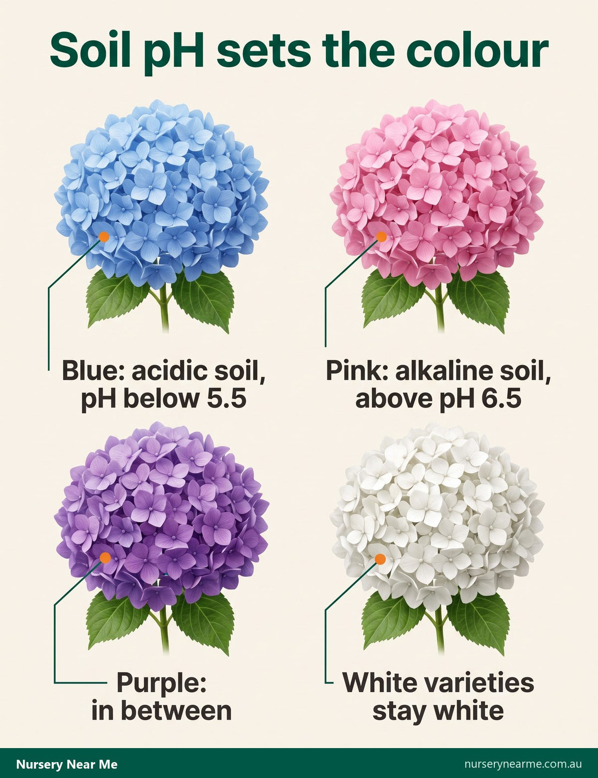 Chart of hydrangea flower colour by soil pH: blue in acidic soil, pink in alkaline, purple between, white unchanged