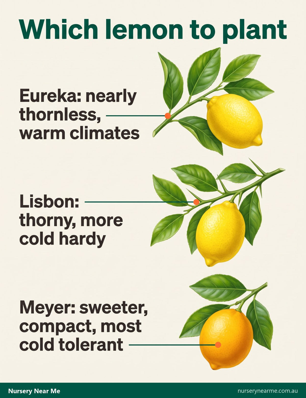 Chart of three lemon varieties: thornless Eureka, thorny Lisbon and rounder golden Meyer