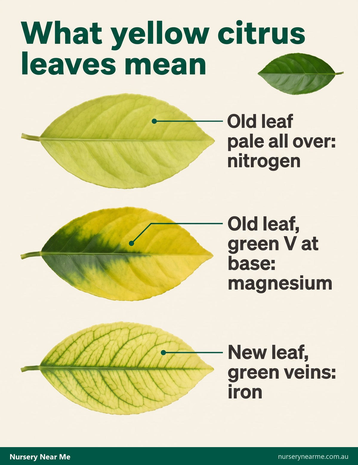 Chart of three yellow citrus leaves showing nitrogen, magnesium and iron deficiency patterns