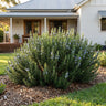 Chef's Choice Rosemary