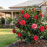 Cherries Jubilee Camellia