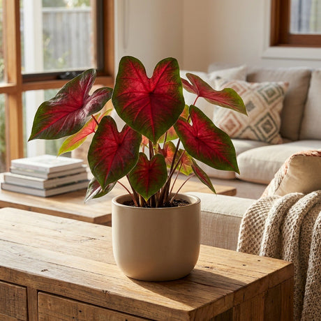 Angel Wings (Caladium bicolor)