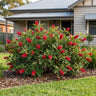 Cherry Moon Grevillea
