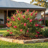 Cherry Pie Grevillea