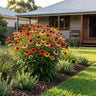 Cheyenne Spirit Coneflower
