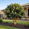 Chilean Myrtle