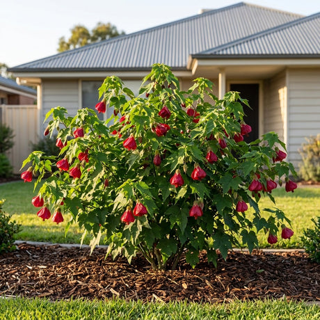 Chinese Lantern Lucky Lantern Red - Abutilon 'Lucky Lantern Red'