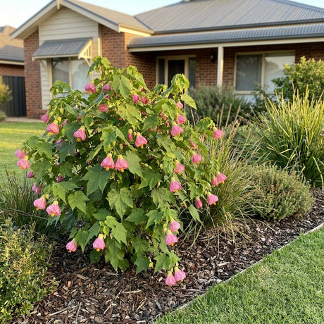 Chinese Lantern Pink - Abutilon x hybridum 'Pink'