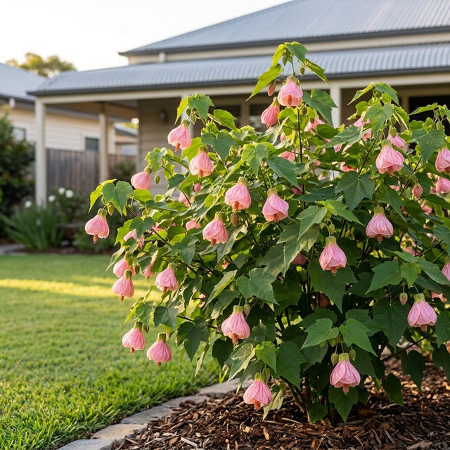 Chinese Lantern Pink Clouds - Abutilon x hybridum 'Pink Clouds'