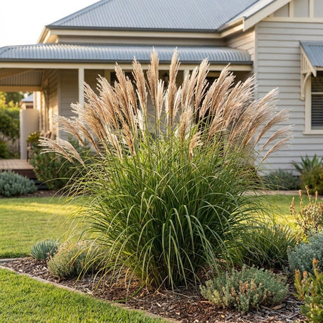 Chinese Silver Grass