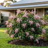 Christmas Cheer Lily of the Valley Bush