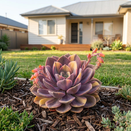 Succulent (Echeveria hybrid)
