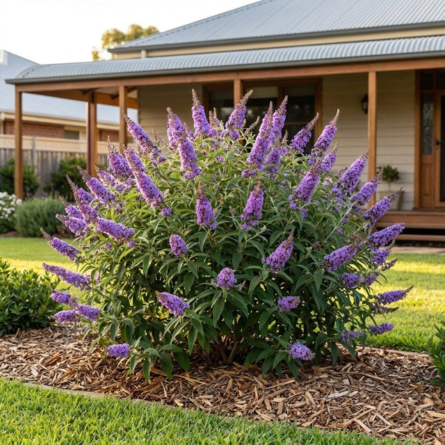 Buddleia (Buddleja davidii)