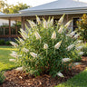 Chrysalis White Buddleia