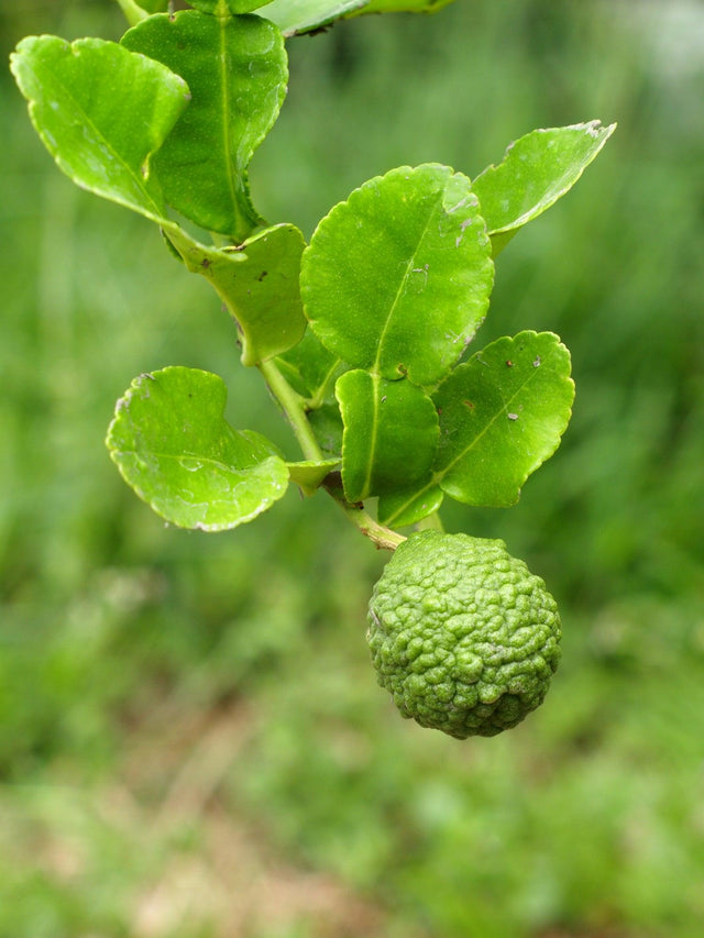 Kaffir Lime Tree - Citrus hystrix - Brisbane Plant Nursery