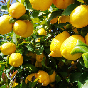 Eureka Lemon Tree